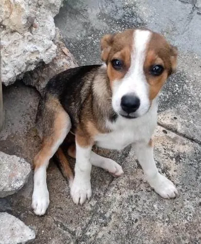 Cachorro ra a SRD-ViraLata idade 2 a 6 meses nome Pedrinho e Pandora 