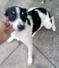 Pedrinho e Pandora 