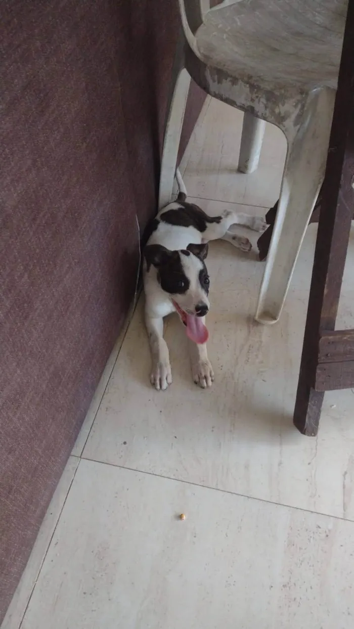 Cachorro ra a SRD-ViraLata idade 2 a 6 meses nome Heroi