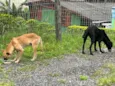 Pretinha e Caramelo