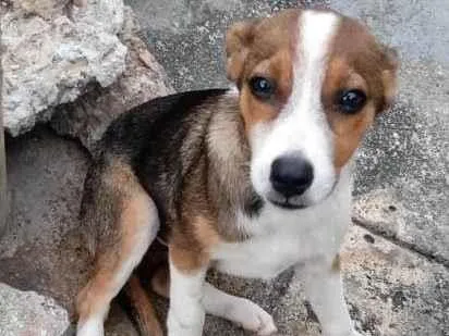 Cachorro ra a SRD-ViraLata idade 2 a 6 meses nome Pedrinho e Pandora 