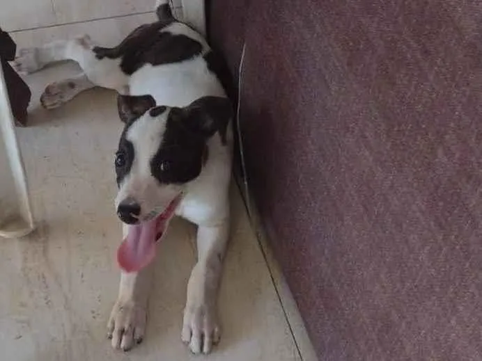 Cachorro ra a SRD-ViraLata idade 2 a 6 meses nome Heroi