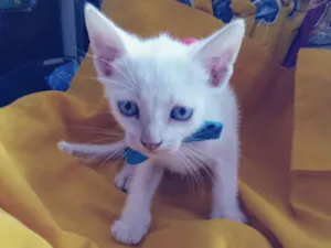 Gato raça Comum idade 2 a 6 meses nome Nino