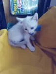 Sam