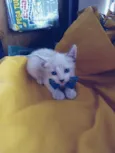Sam