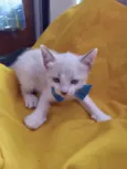 Sam