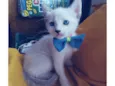 Sam