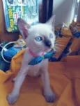 Fofo