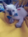 Fofo