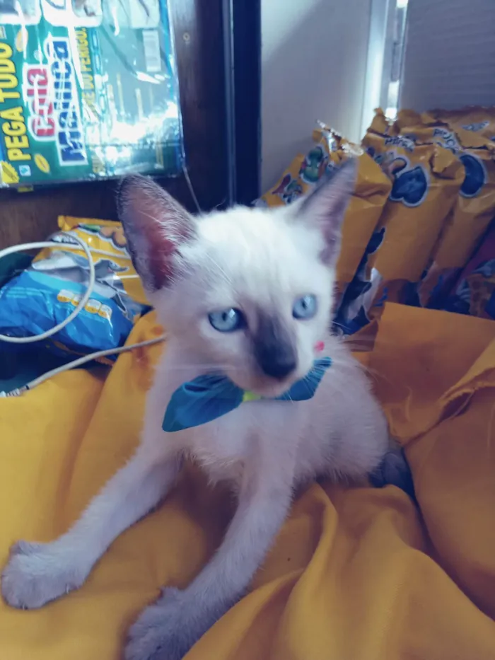 Gato ra a Siamês  idade 2 a 6 meses nome Fofo