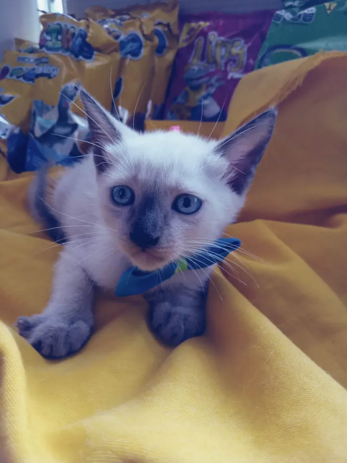 Gato ra a Siamês  idade 2 a 6 meses nome Fofo