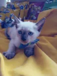 Fofo