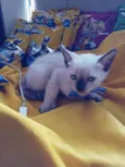 Fofo