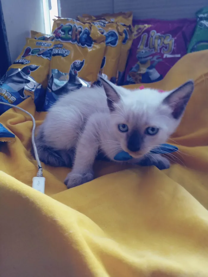Gato ra a Siamês  idade 2 a 6 meses nome Fofo