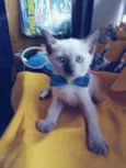 Fofo