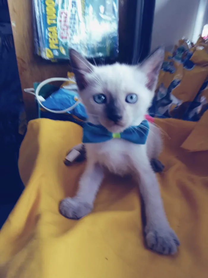 Gato ra a Siamês  idade 2 a 6 meses nome Fofo