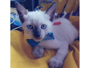 Gato raça Siamês  idade 2 a 6 meses nome Fofo