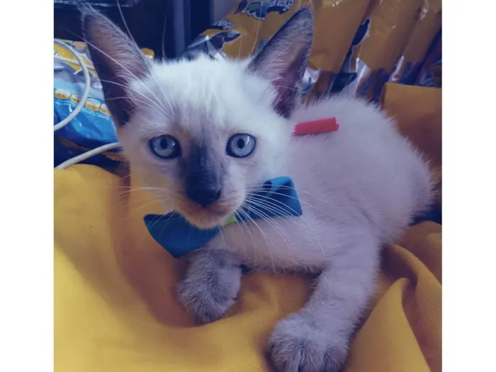 Gato ra a Siamês  idade 2 a 6 meses nome Fofo