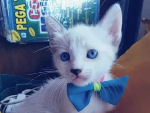Gato raça Comum  idade 2 a 6 meses nome Sam