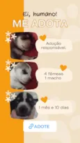 filhotes de cachorros