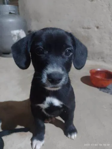 Cachorro ra a SRD-ViraLata idade 2 a 6 meses nome peróla , mingal , luna , bolinha , biscoito e trovão .