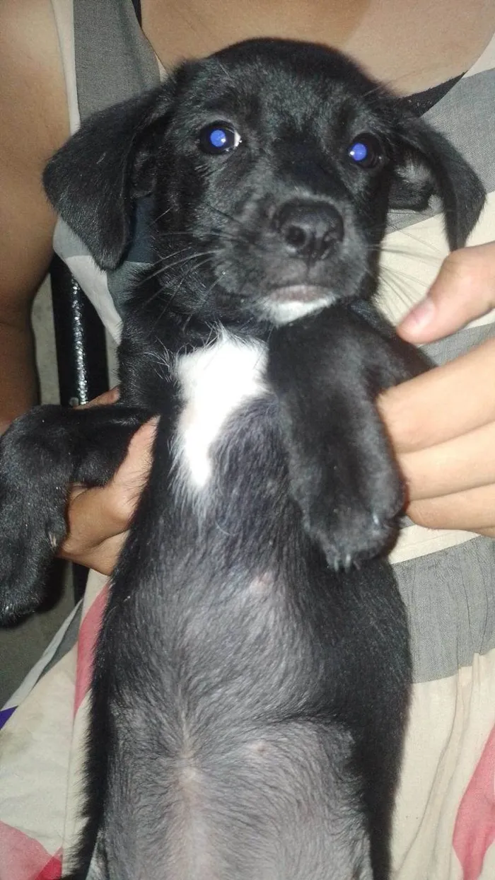 Cachorro ra a SRD-ViraLata idade 2 a 6 meses nome peróla , mingal , luna , bolinha , biscoito e trovão .