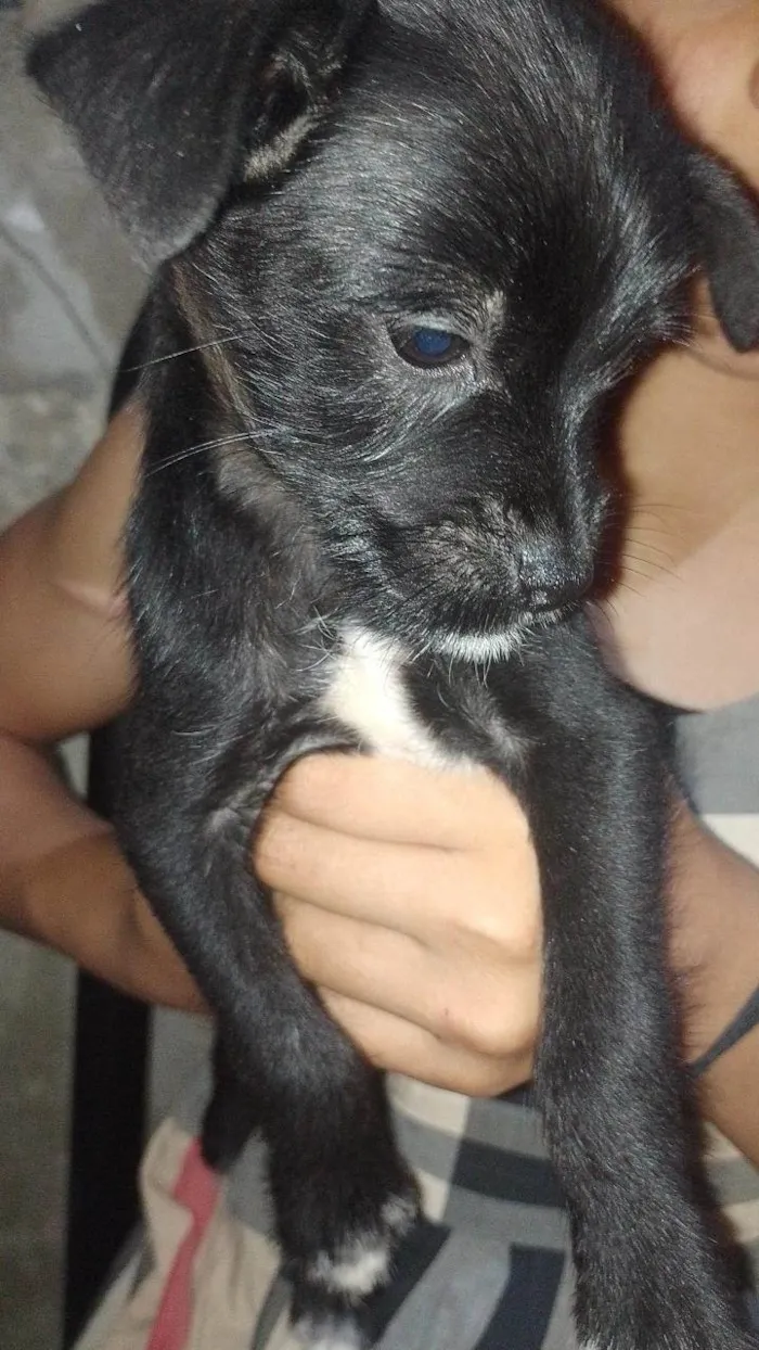 Cachorro ra a SRD-ViraLata idade 2 a 6 meses nome peróla , mingal , luna , bolinha , biscoito e trovão .