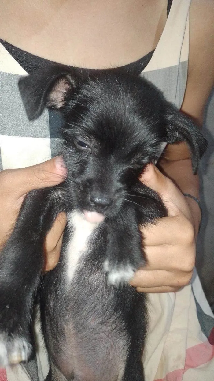 Cachorro ra a SRD-ViraLata idade 2 a 6 meses nome peróla , mingal , luna , bolinha , biscoito e trovão .