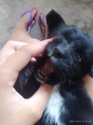 Cachorro ra a SRD-ViraLata idade 2 a 6 meses nome peróla , mingal , luna , bolinha , biscoito e trovão .