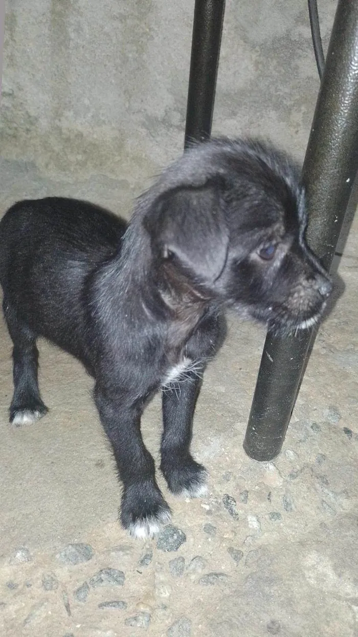 Cachorro ra a SRD-ViraLata idade 2 a 6 meses nome peróla , mingal , luna , bolinha , biscoito e trovão .