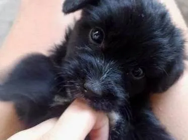 Cachorro ra a SRD-ViraLata idade 2 a 6 meses nome peróla , mingal , luna , bolinha , biscoito e trovão .