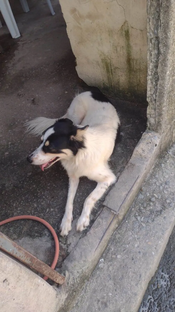 Cachorro ra a Vira lata  idade 2 anos nome Princesa 