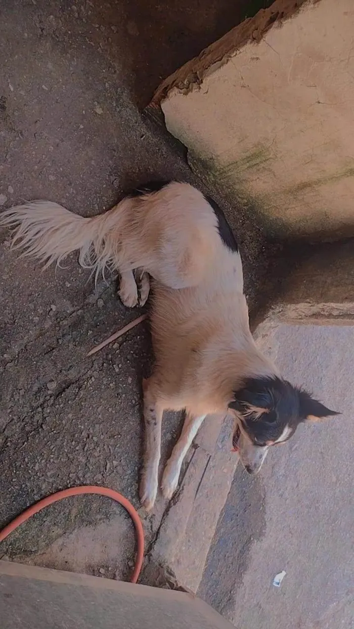 Cachorro ra a Vira lata  idade 2 anos nome Princesa 