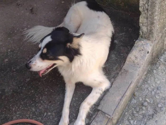 Cachorro ra a Vira lata  idade 2 anos nome Princesa 