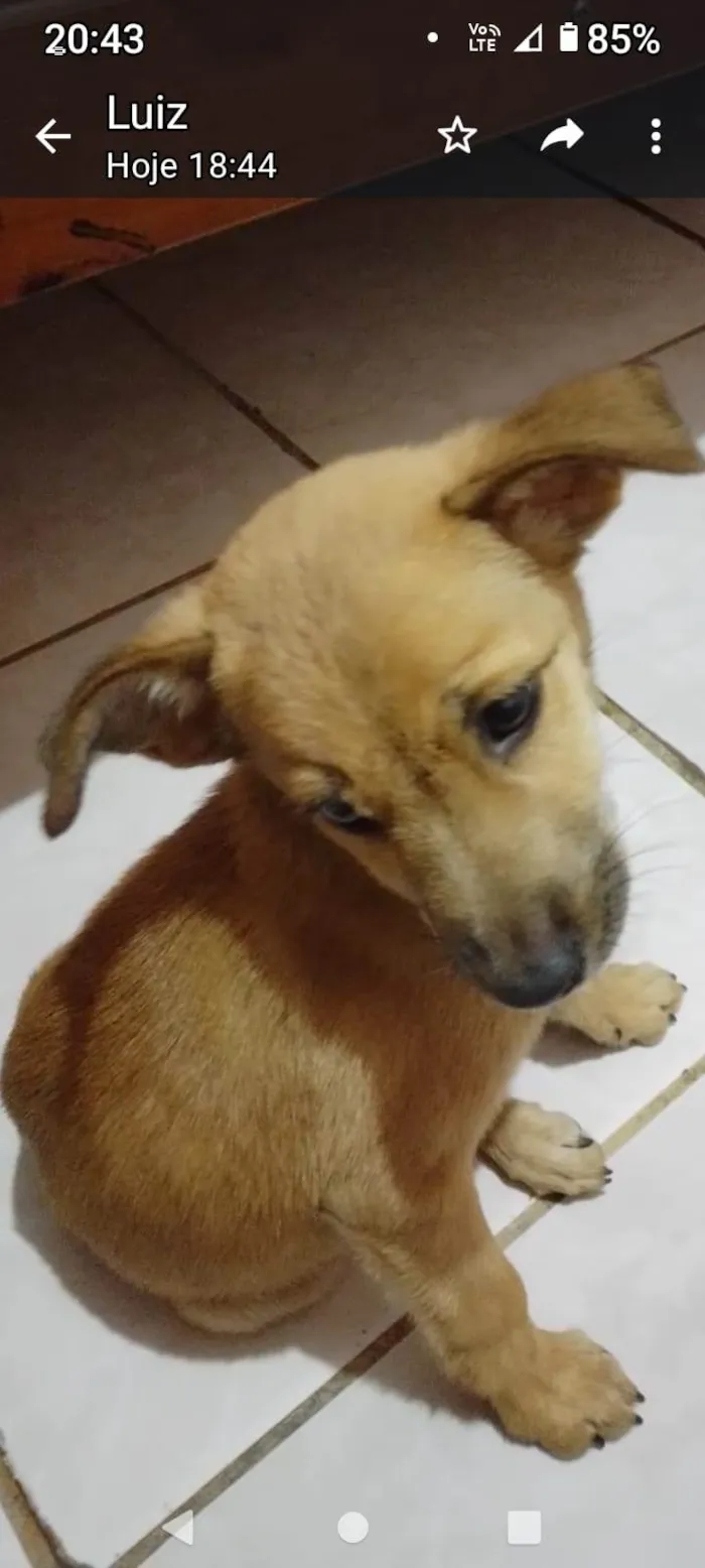 Cachorro ra a Sdr  idade 2 a 6 meses nome Fofura