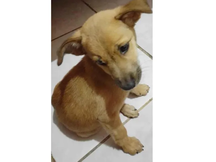 Cachorro ra a Sdr  idade 2 a 6 meses nome Fofura