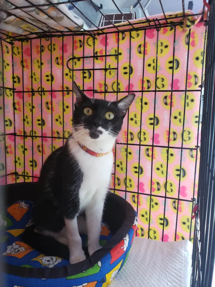 Gato ra a SRD-ViraLata idade 7 a 11 meses nome Felícia 