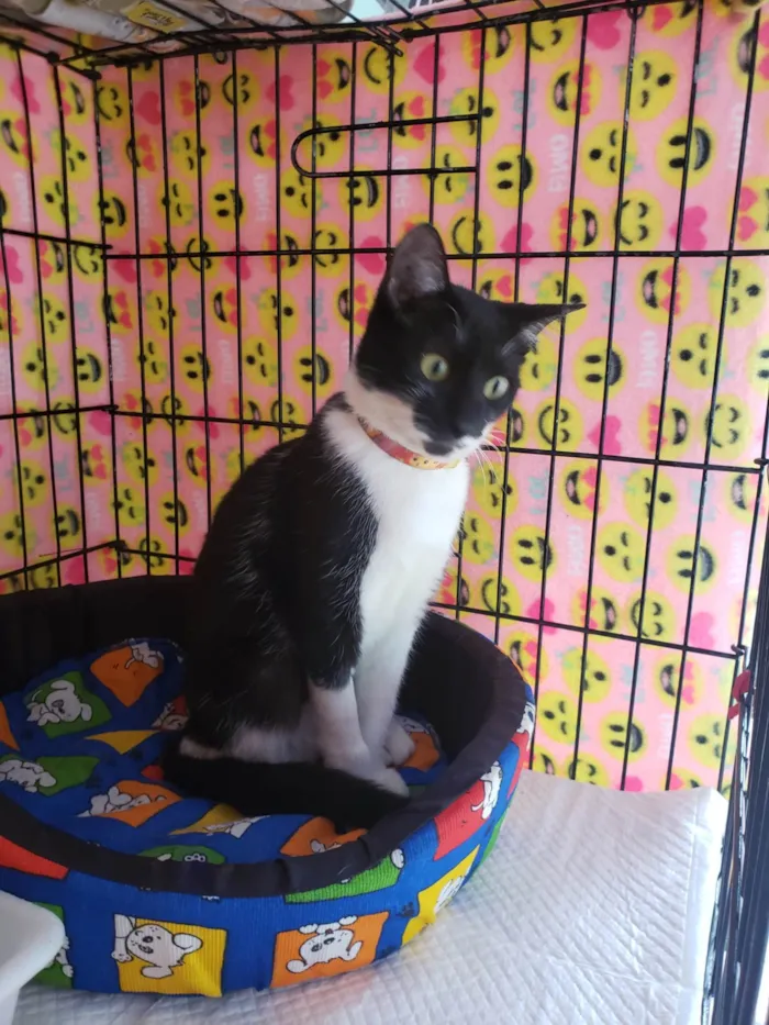 Gato ra a SRD-ViraLata idade 7 a 11 meses nome Felícia 