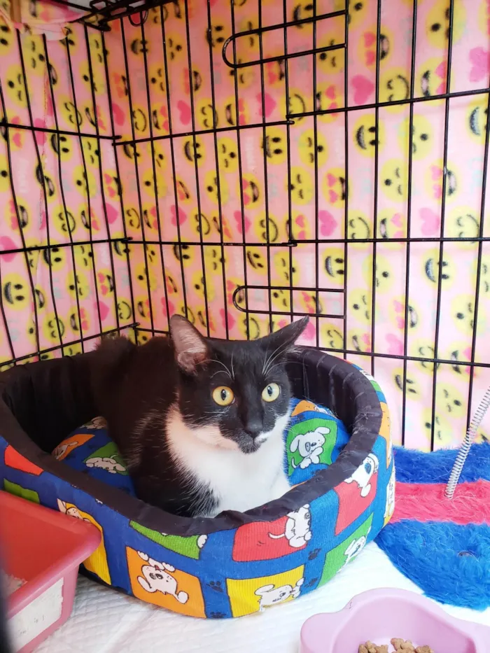 Gato ra a SRD-ViraLata idade 7 a 11 meses nome Felícia 