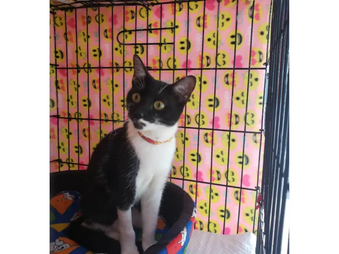 Gato ra a SRD-ViraLata idade 7 a 11 meses nome Felícia 