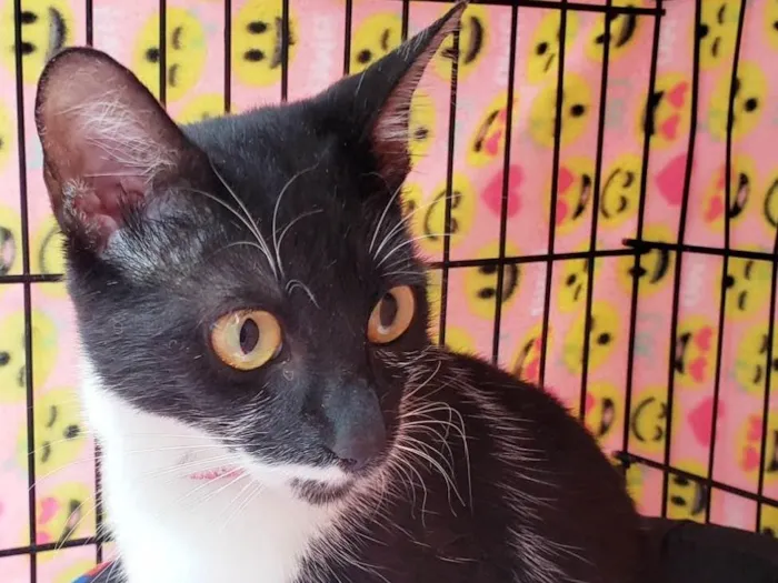 Gato ra a SRD-ViraLata idade 7 a 11 meses nome Felícia 
