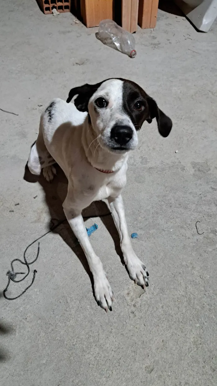 Cachorro ra a SRD-ViraLata idade 1 ano nome Luna