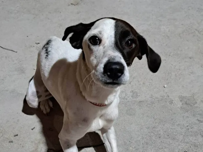 Cachorro ra a SRD-ViraLata idade 1 ano nome Luna