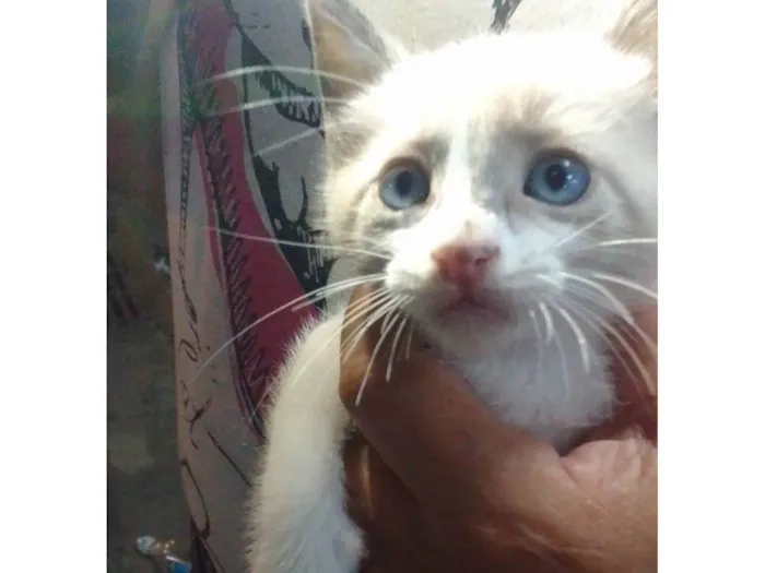 Gato ra a Srd idade 2 a 6 meses nome ............