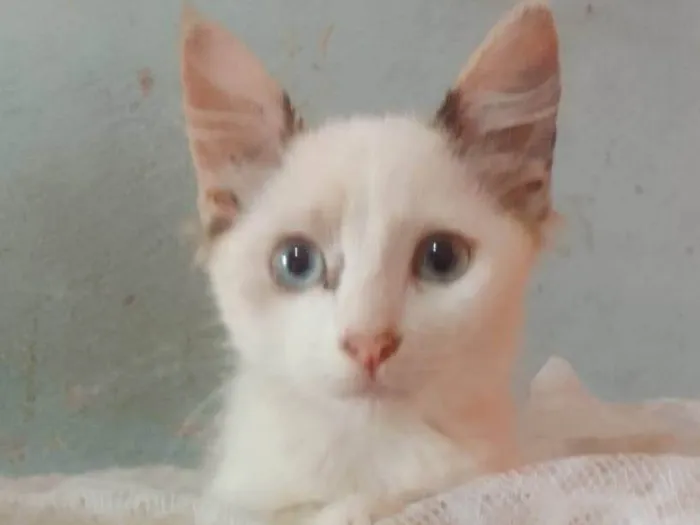 Gato ra a Srd idade 2 a 6 meses nome .