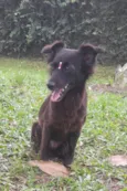 Amora