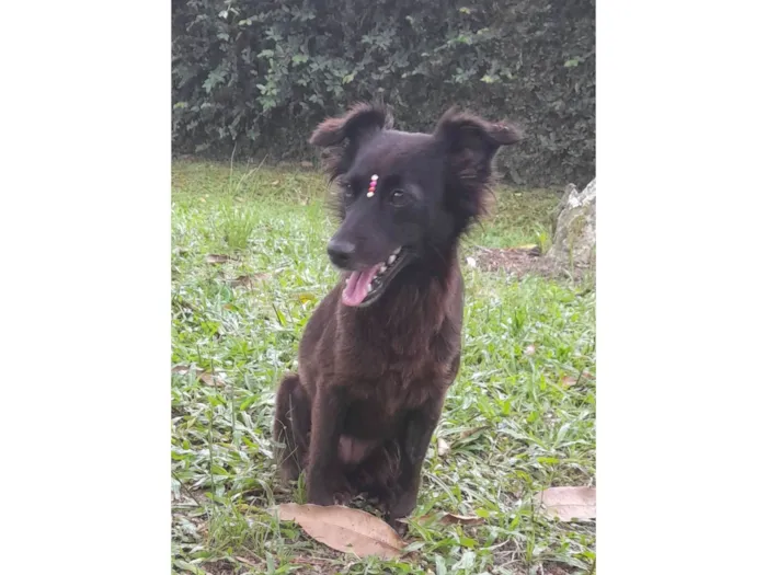 Cachorro ra a SRD-ViraLata idade 1 ano nome Amora