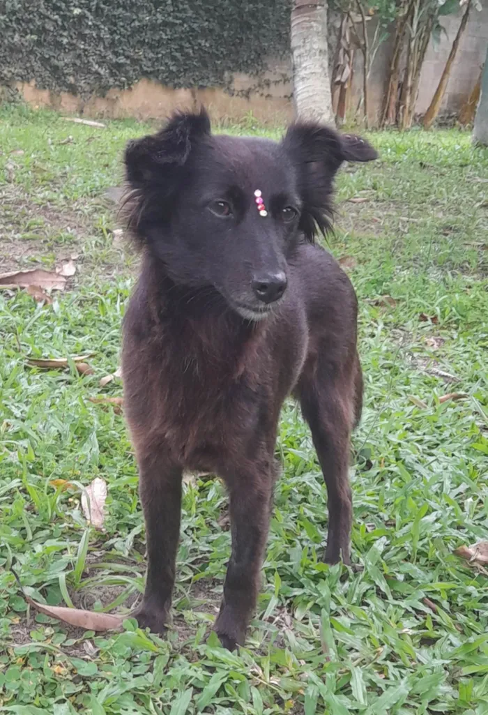 Cachorro ra a SRD-ViraLata idade 1 ano nome Amora
