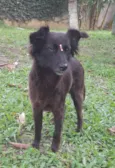 Amora