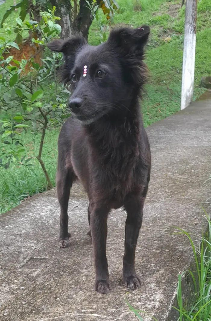 Cachorro ra a SRD-ViraLata idade 1 ano nome Amora